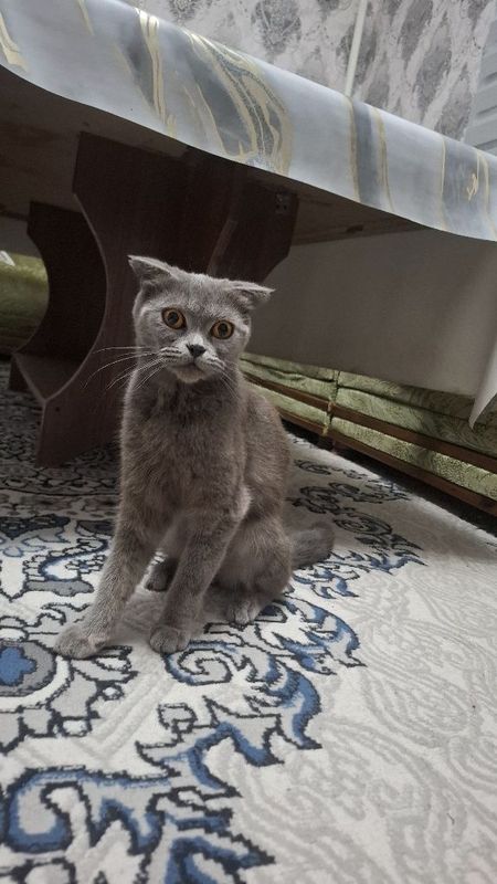 British short hair mushigi