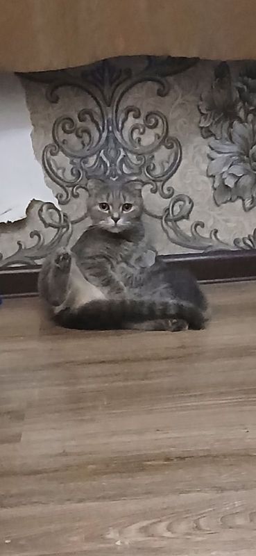 Продаётся девочка кошечка