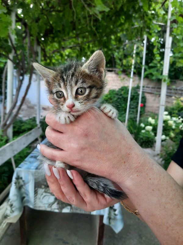 котята в добрые руки котята в добрые руки