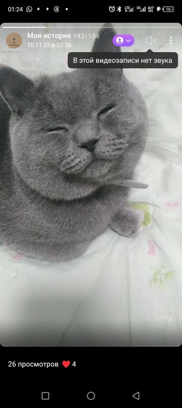 продаются кошки. коты шотландской и британской пор