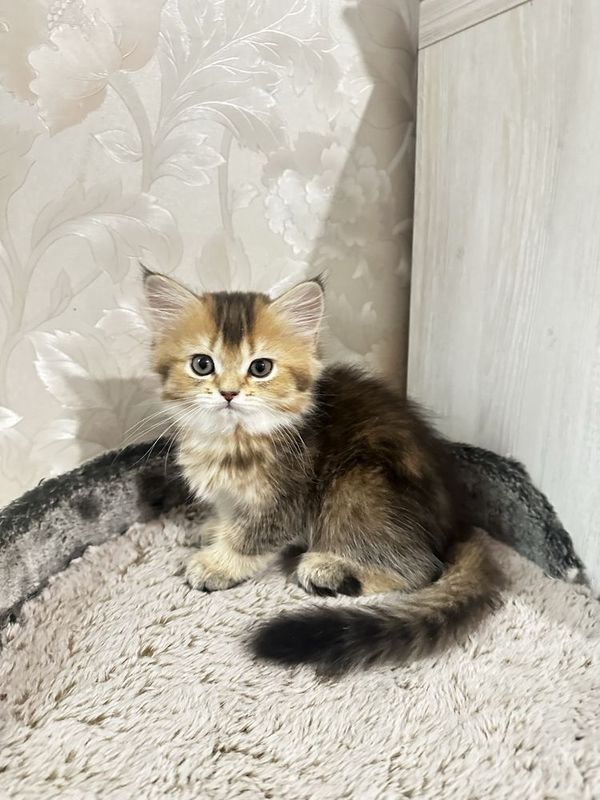 Котенок шиншилла девочка