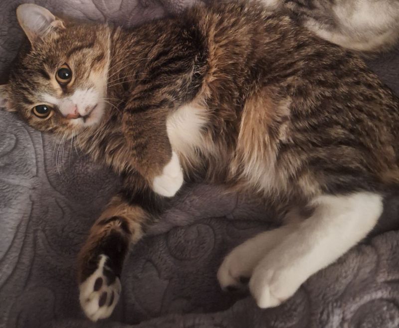 Кот отдается бесплатно. Кот отдается бесплатно.