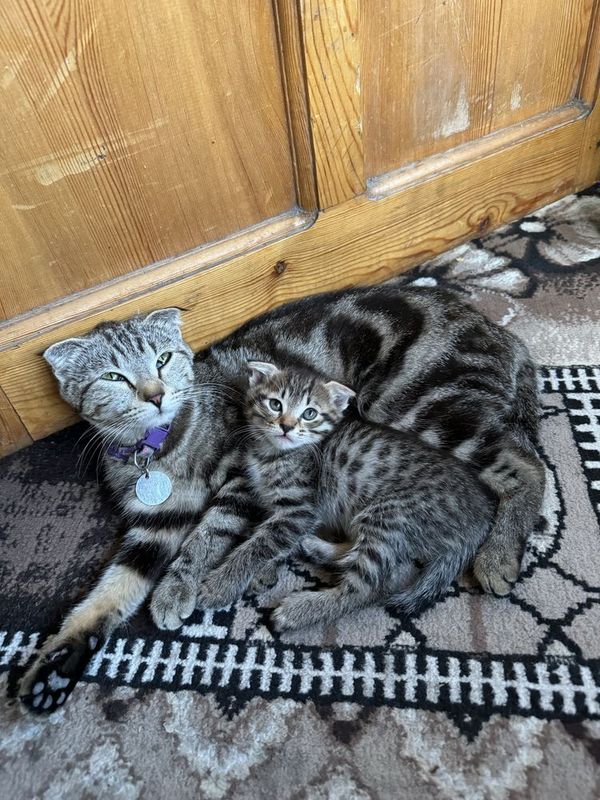 Срочно Скоттиш фолд котёнок Срочно Скоттиш фолд котёнок