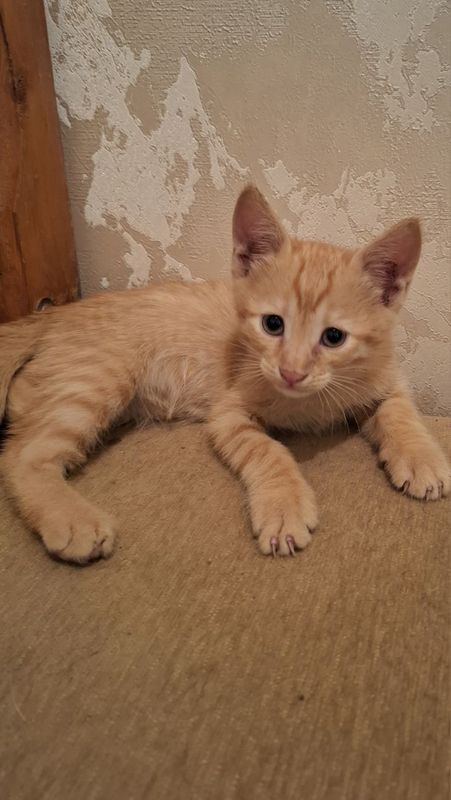 Котята домашние Котята домашние