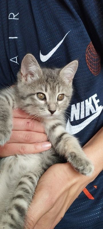 Котёнок Mushukcha Котёнок Mushukcha