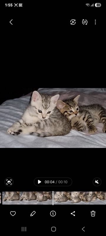 Продаётся котята