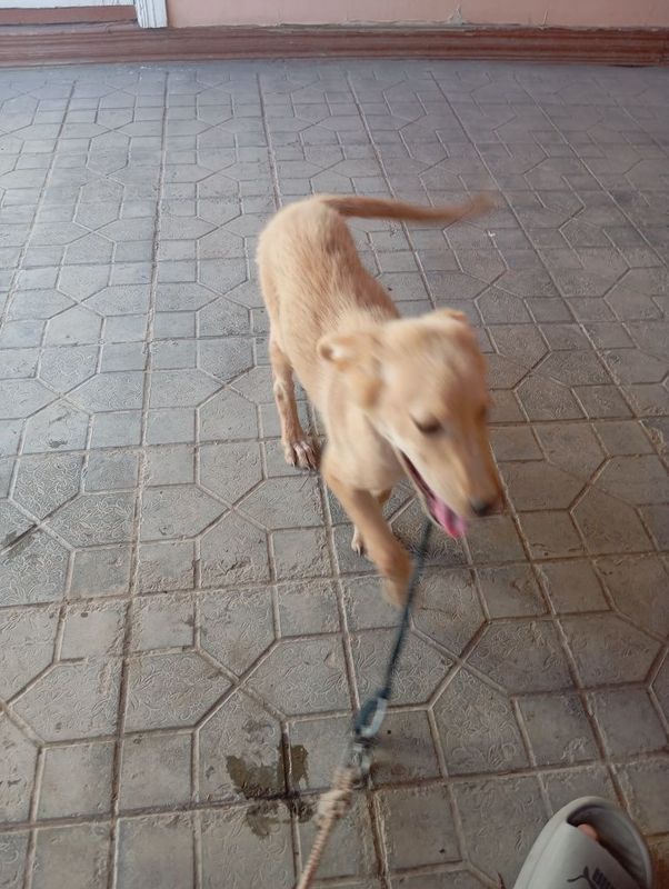 Beenni zoʻr it tavsiya qilaman ipi bonusga Beenni zoʻr it tavsiya qilaman ipi bonusga