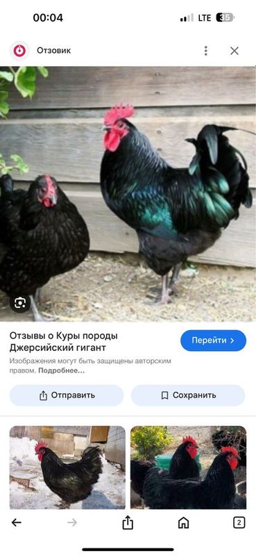 Продаются яйца кур Джерсийкий Гигант Продаются яйца кур Джерсийкий Гигант
