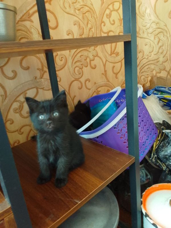 Домашние чистые,милые умные котята !