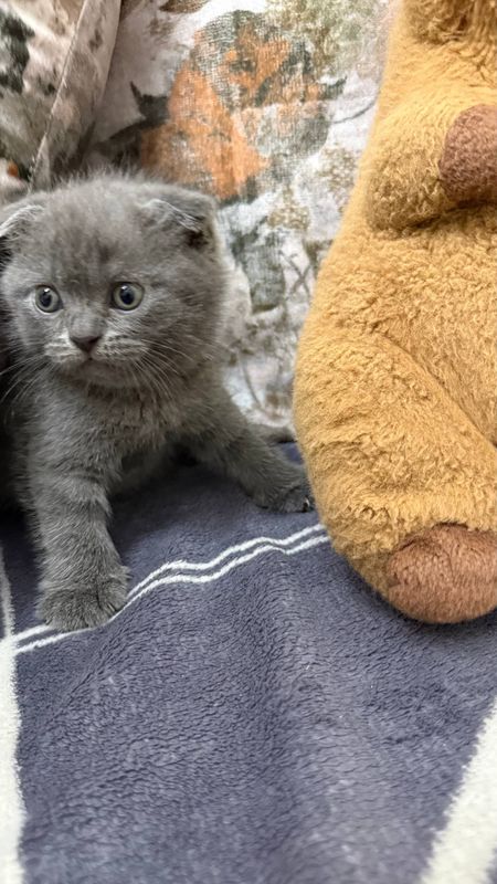 Котята Шотландцы Скотиш Фолд - Страйт