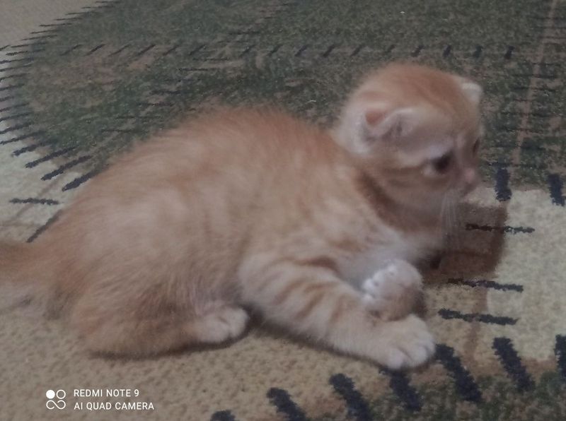 Продам котят шотландская вислоухая. Продам котят шотландская вислоухая.