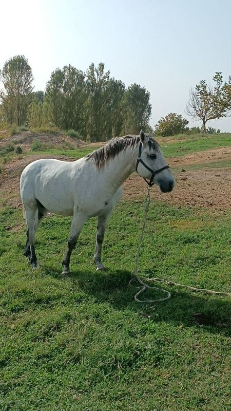 Продается лошадь орловской породы