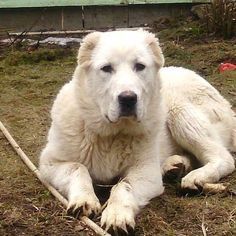 Недорого Алабай в хорошим руки Недорого Алабай в хорошим руки