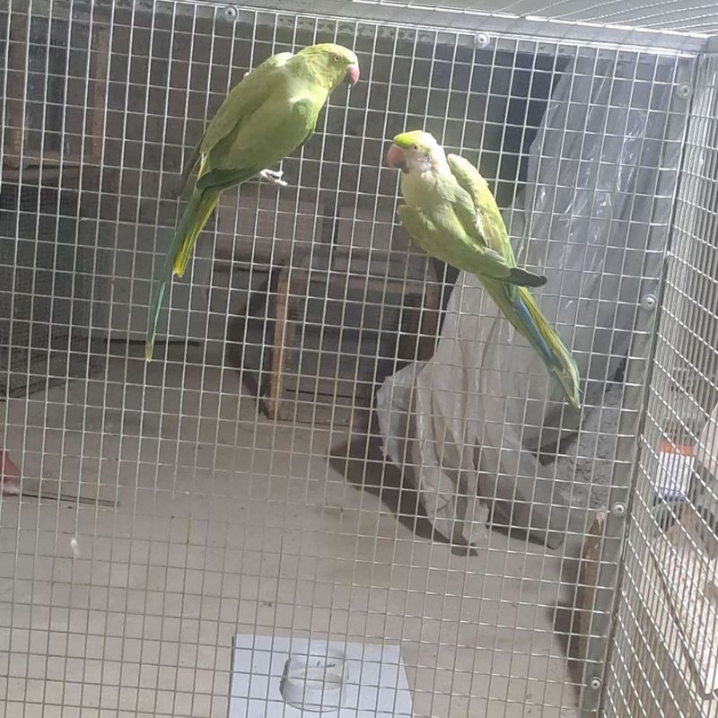Toʻti qush sotiladi Toʻti qush sotiladi