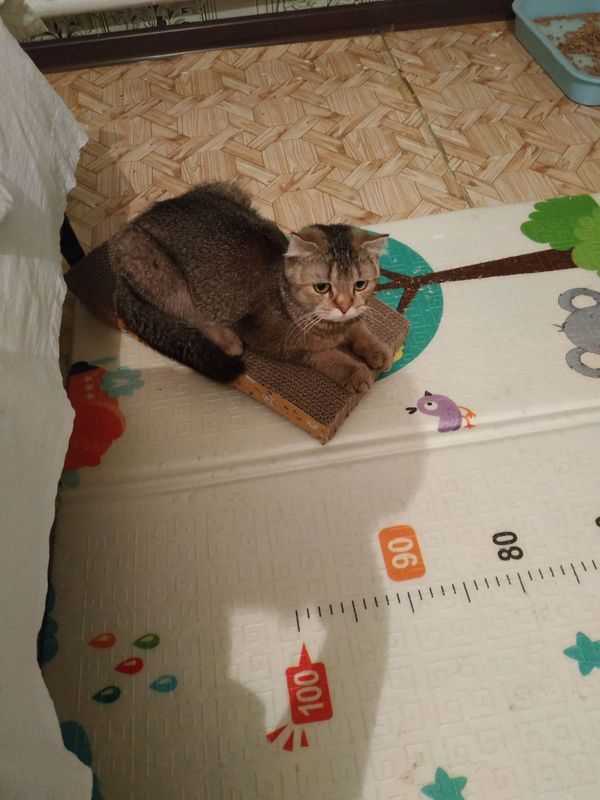 Шиншилла кошка продажа. Шиншилла кошка продажа.