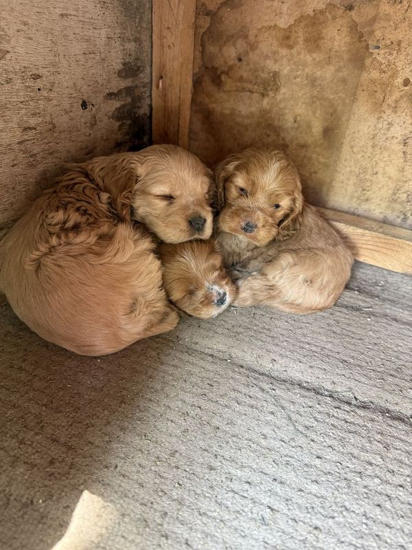 Щенки английский спаниель Щенки английский спаниель