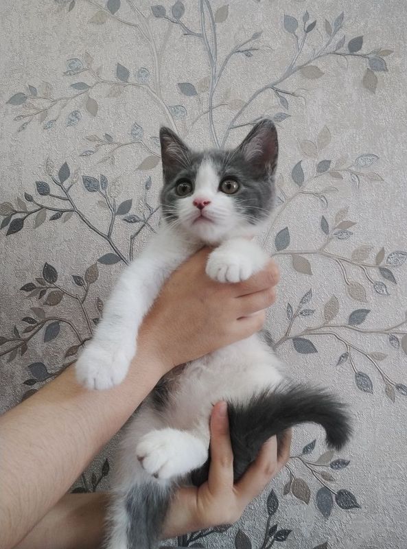 Шотландский прямоухи и вислоухие Шотландский прямоухи и вислоухие