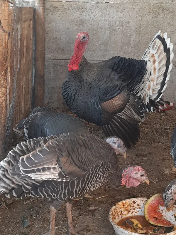 хонаки курка ва товуклар сотилади срочни.соглом. хонаки курка ва товуклар сотилади срочни.соглом.