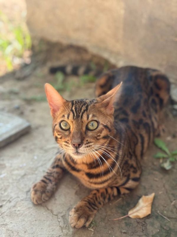 Karalevski Bengalskiy paroda Karalevski Bengalskiy paroda