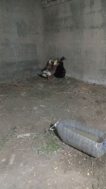 Bir juft oʻrdak sotiladi