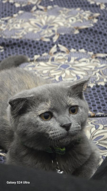 Продаётся скотч страйт Продаётся скотч страйт