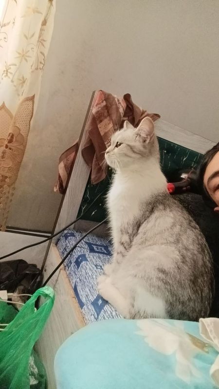 Mushuk sotiladi qoni tozza Mushuk sotiladi qoni tozza