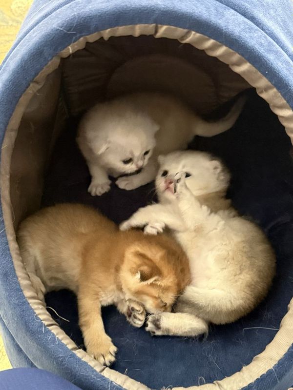 Продаётся котята шиншиллы Продаётся котята шиншиллы