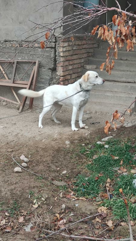 Продам собаку — лабрадор-ретривер, мальчик 2 года Продам собаку — лабрадор-ретривер, мальчик 2 года