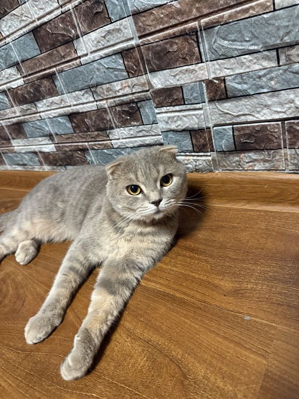 Кошка пародистый ,умный. Кошка пародистый ,умный.