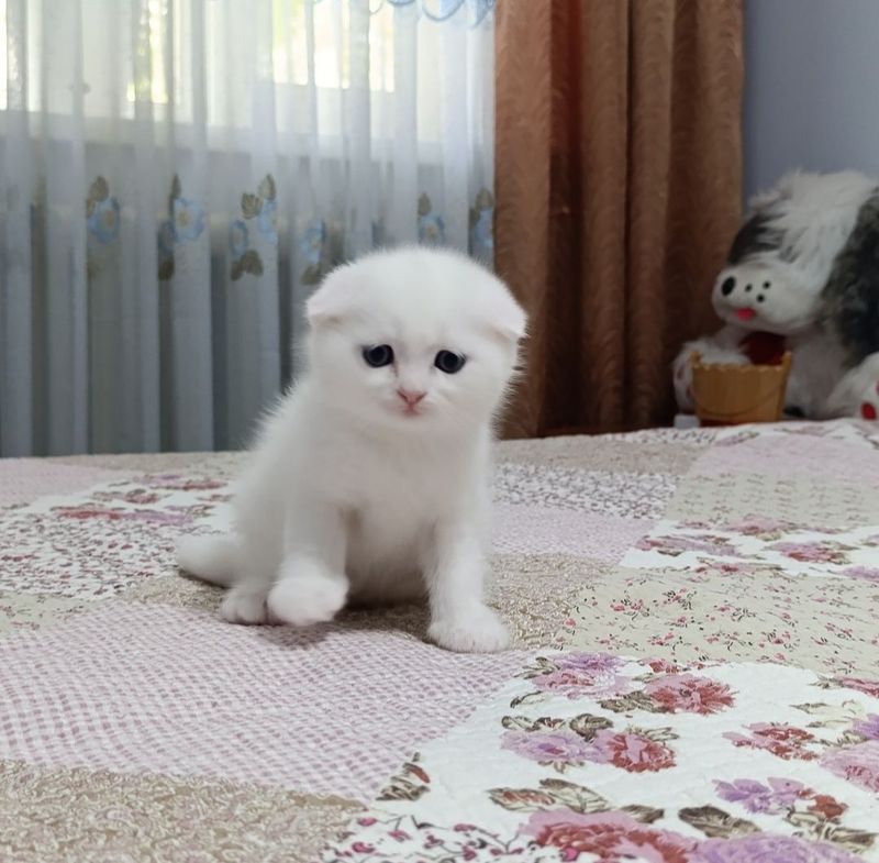 Шотландские вислоухие котята