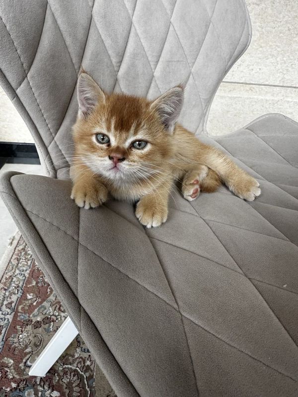 Котенок скотиш-страйт
