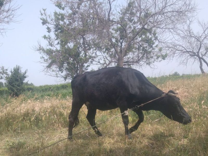 Bugoz sigir sotiladi Bugoz sigir sotiladi