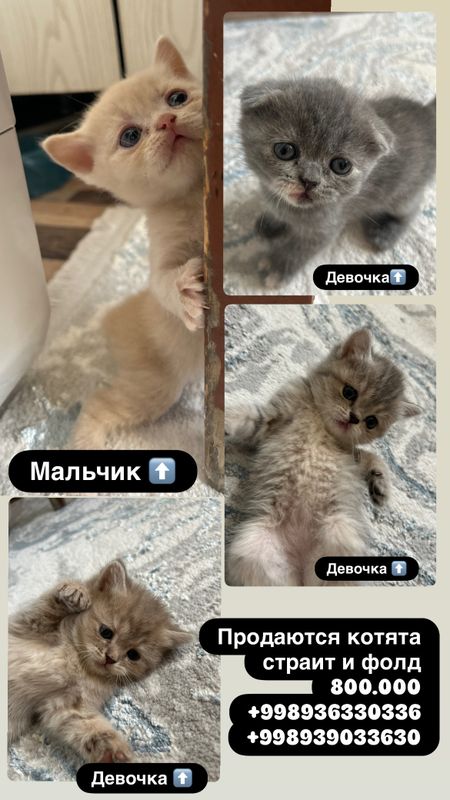 Кошки Кошки
