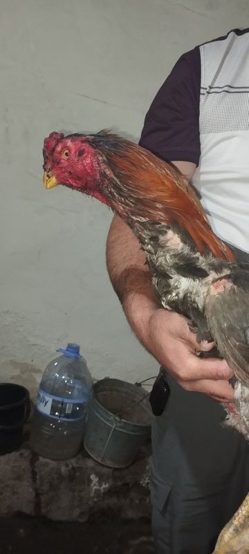 Xorozla sotiladi Xorozla sotiladi