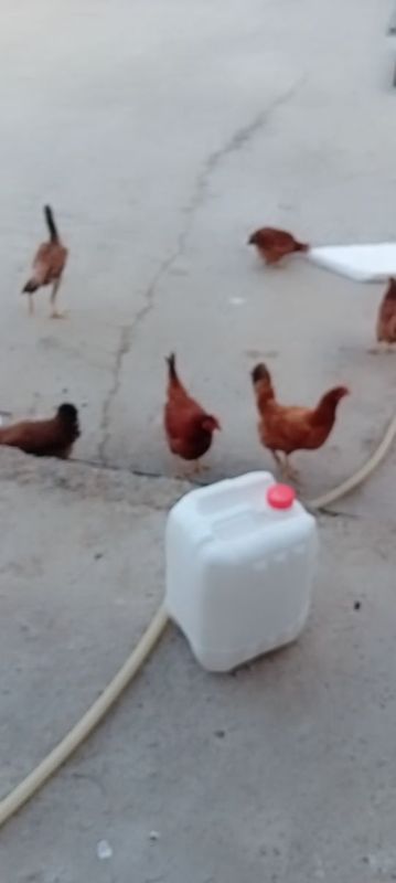 Soglom tugadigon tovuqlar Soglom tugadigon tovuqlar