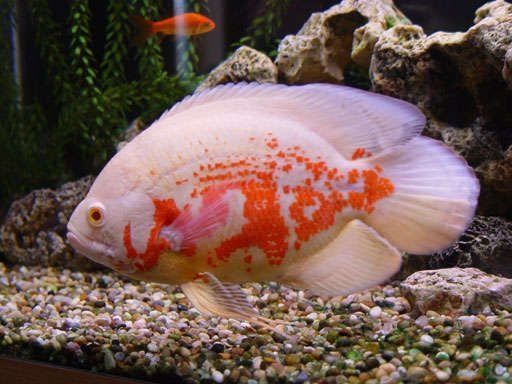 Katta hajmdagi astronotus xishniklari Katta hajmdagi astronotus xishniklari