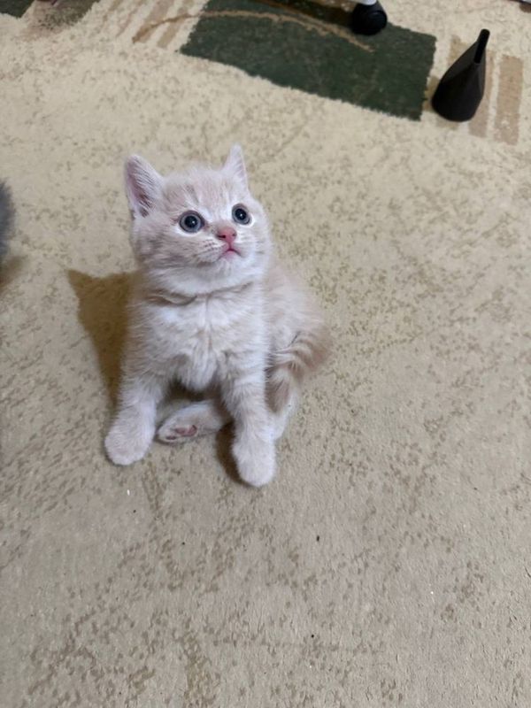 Кошка 2 месячная приручна к лотку домашняя Кошка 2 месячная приручна к лотку домашняя