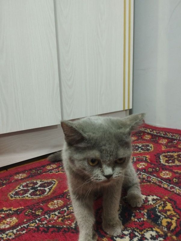 Mushuk zoti maʼlum emas