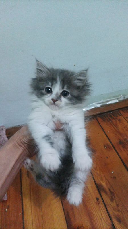 koshka koshka