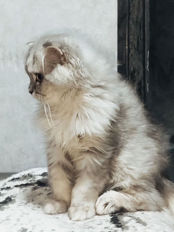 Хайленд фолд котята