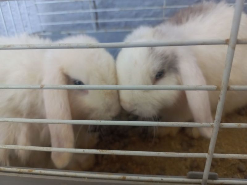 Карликовый кролик Пара Карликовый кролик Пара