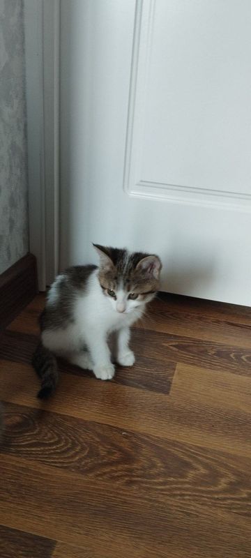 Котенок Mushukcha Котенок Mushukcha