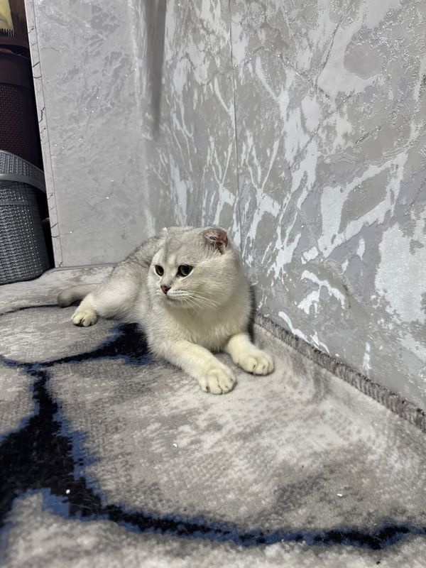 Scottish fold chinchilla mushik sotiladi Scottish fold chinchilla mushik sotiladi