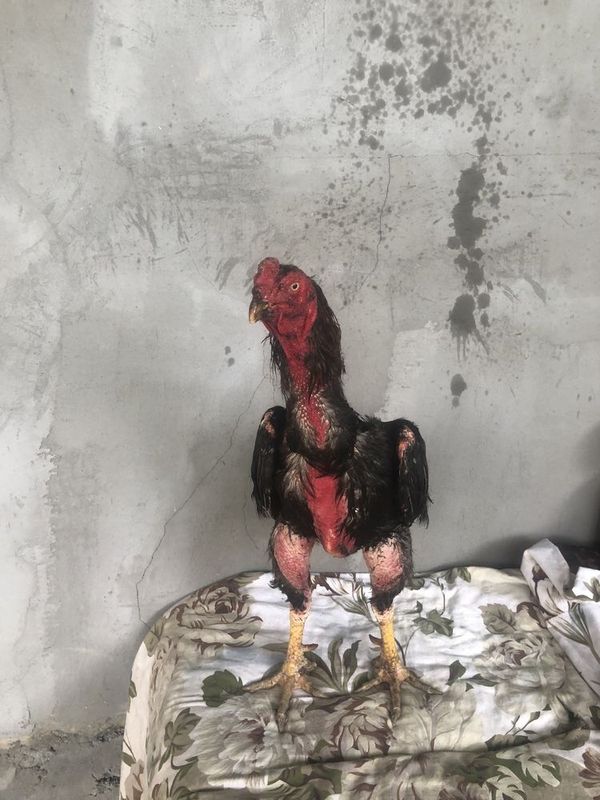 Dakan bobo xoroz sotilad Dakan bobo xoroz sotilad
