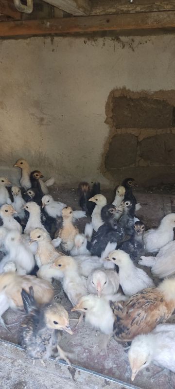 Yapon jòjala sotiladi Yapon jòjala sotiladi