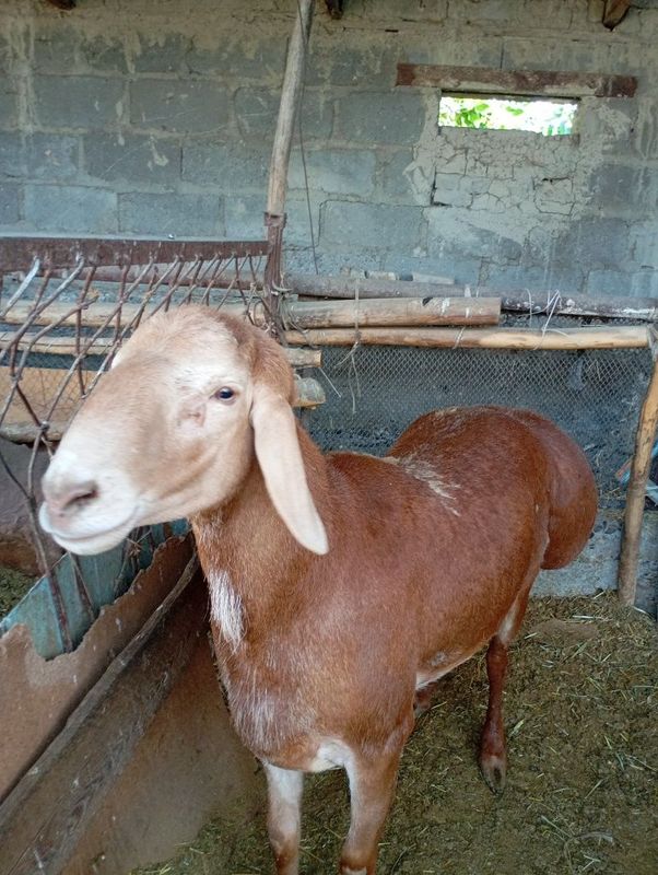 Quchoq 4yoshdan oshgan ogʻirligi 120-130 Quchoq 4yoshdan oshgan ogʻirligi 120-130