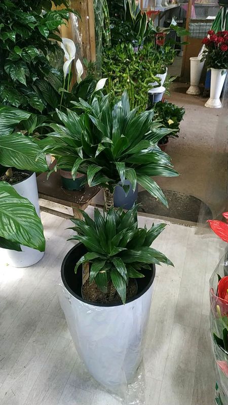 dratsena dratsena