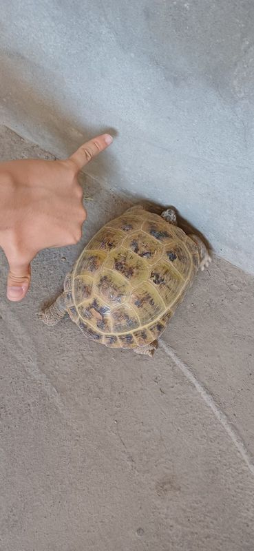 Toshbaqa kottasi Toshbaqa kottasi