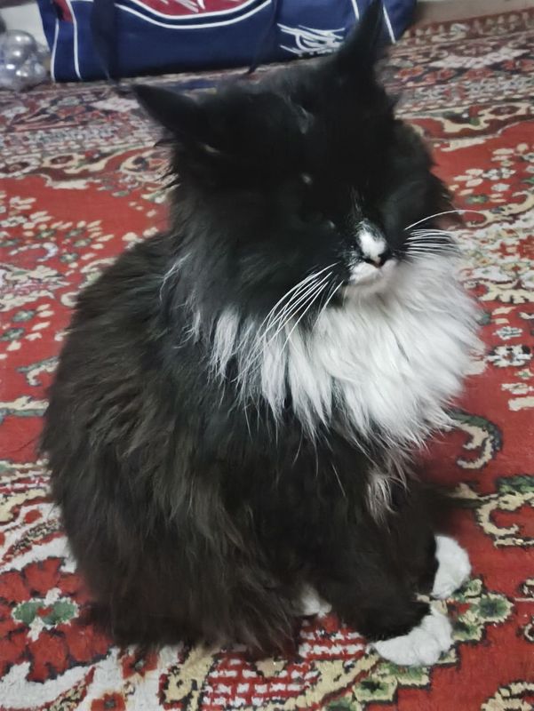 Norwegian forest mushugi Norwegian forest mushugi