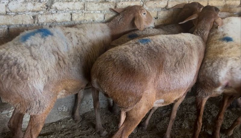 Бугоз куйлар сотилади